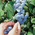 Darrow Blueberry
