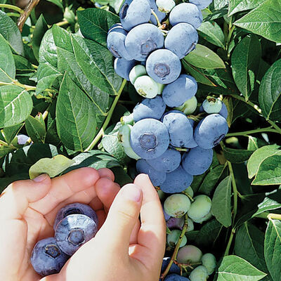 Darrow Blueberry