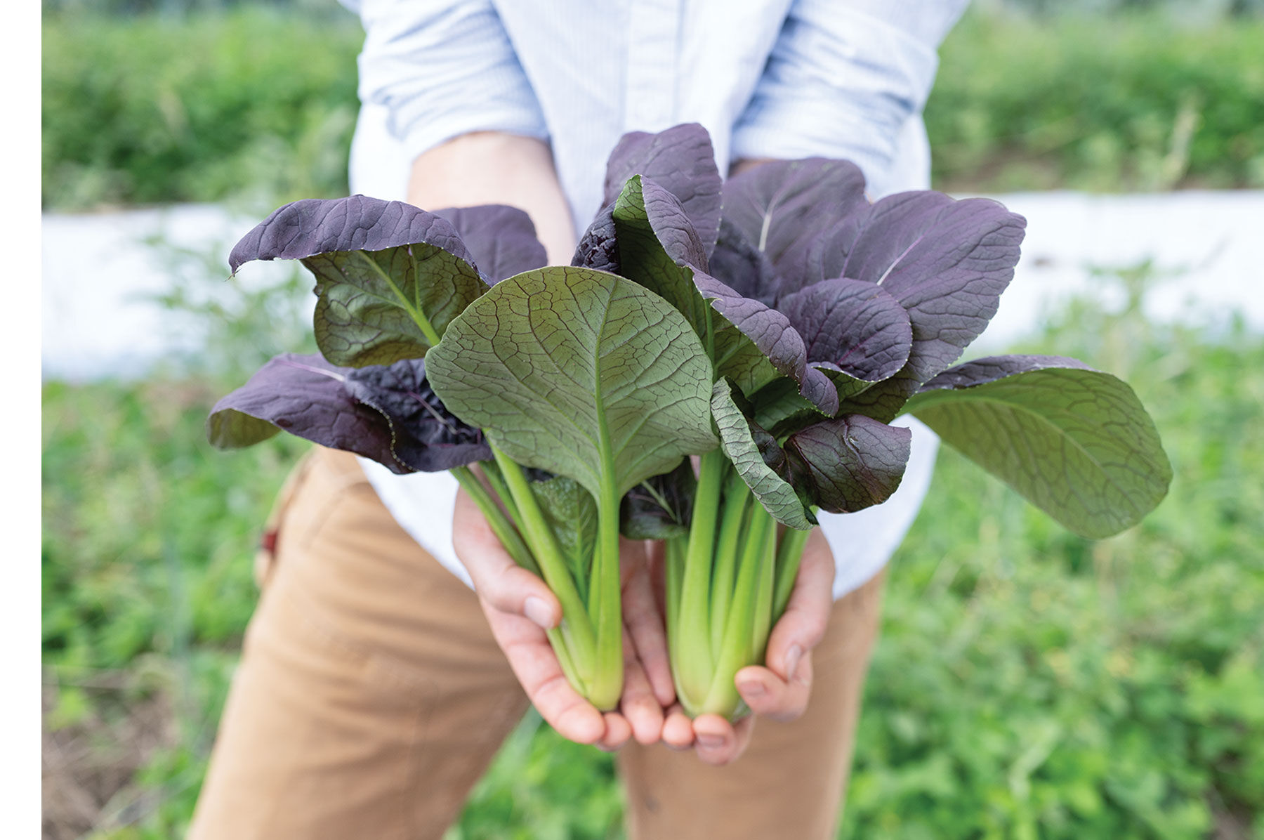 パクチーページ Shikibu - Purple Pac Choi (Bok Choy) Seed | Johnny's Selected Seeds