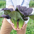 Shikibu Pac Choi (Bok Choy)