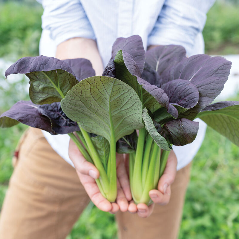 Shikibu Pac Choi (Bok Choy)