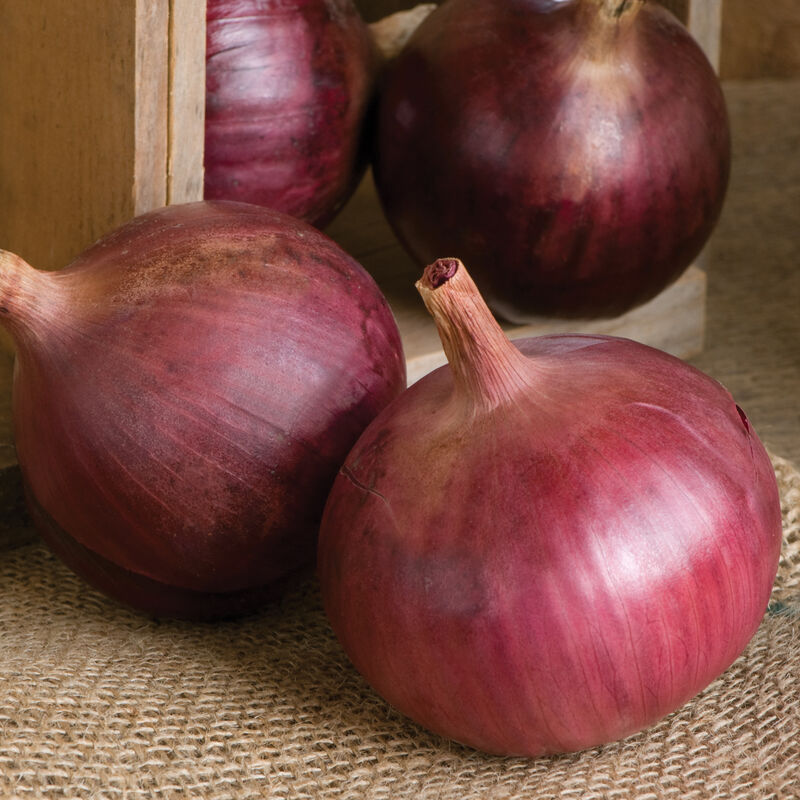 Cabernet Onions