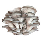 Blue Oyster 'Spray & Grow' Kit 'Spray & Grow' Kits