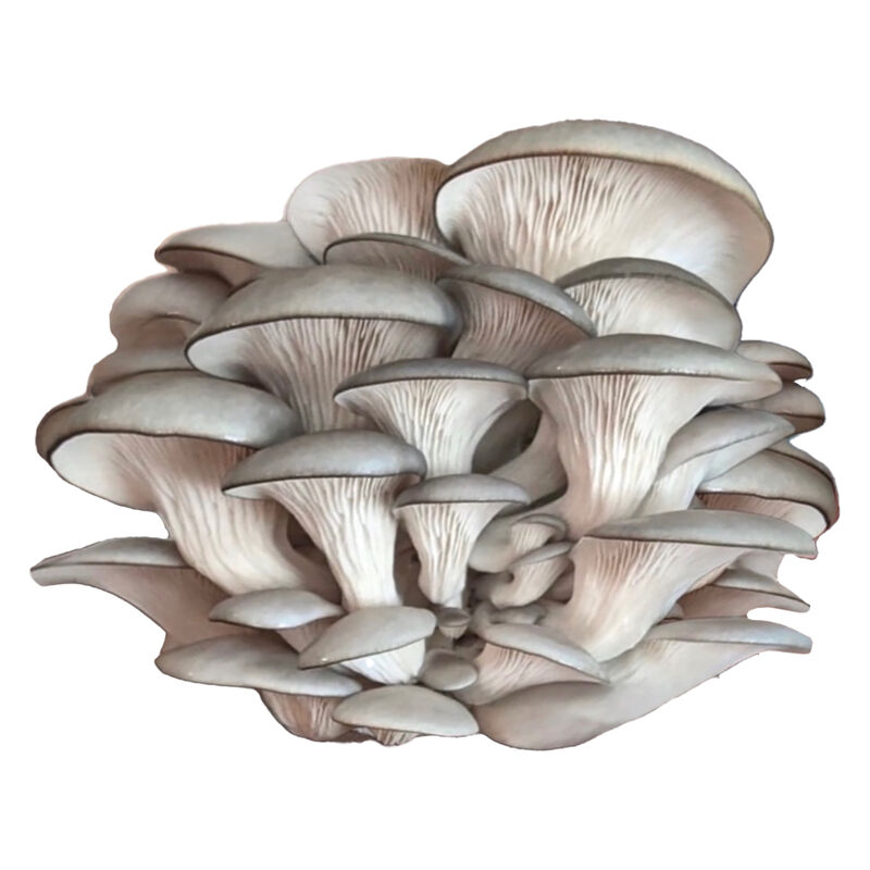 Blue Oyster 'Spray & Grow' Kit 'Spray & Grow' Kits