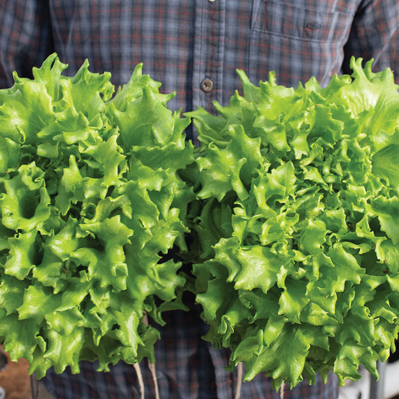 Salanova® Green Batavia Salanova® Lettuce