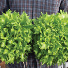 Salanova® Green Batavia Salanova® Lettuce