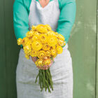 King Size Gold Strawflower