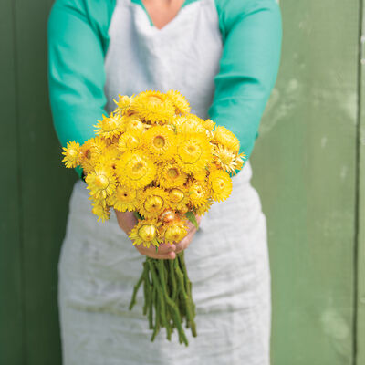 King Size Gold Strawflower