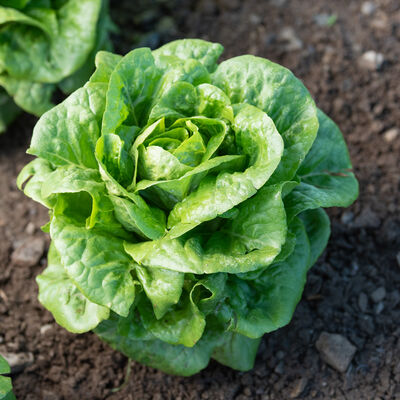 Winter Density Romaine Lettuce (Cos)