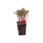 Beet, Red Leaf Microgreen Vegetables