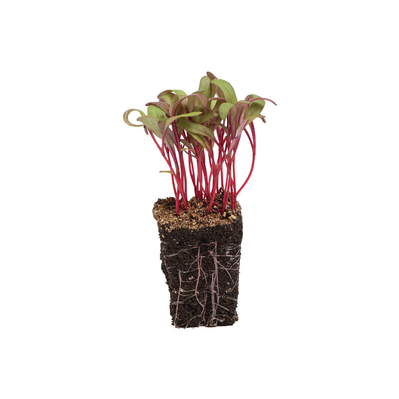 Beet, Red Leaf Microgreen Vegetables