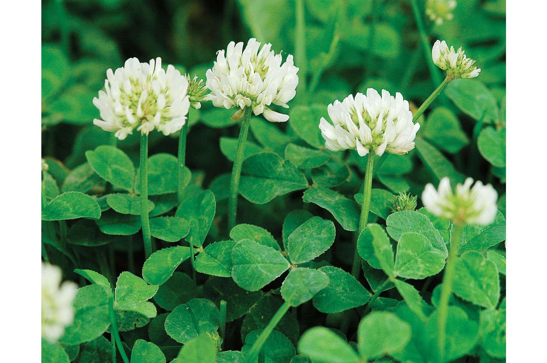 New Zealand White Clover - Cover Crop Seed | Johnny's Selected Seeds