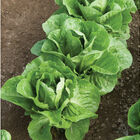 Coastal Star Romaine Lettuce (Cos)