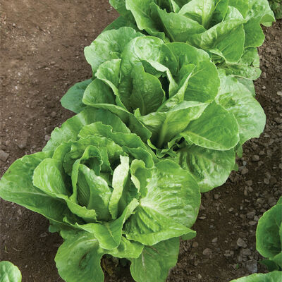 Coastal Star Romaine Lettuce (Cos)