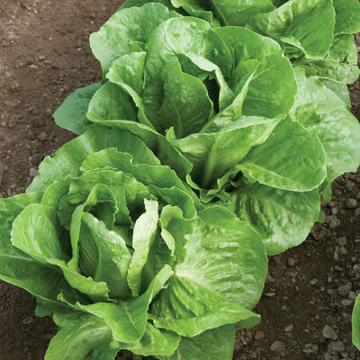 Coastal Star Romaine Lettuce (Cos)