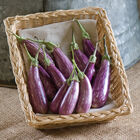 Fairy Tale Mini Eggplants