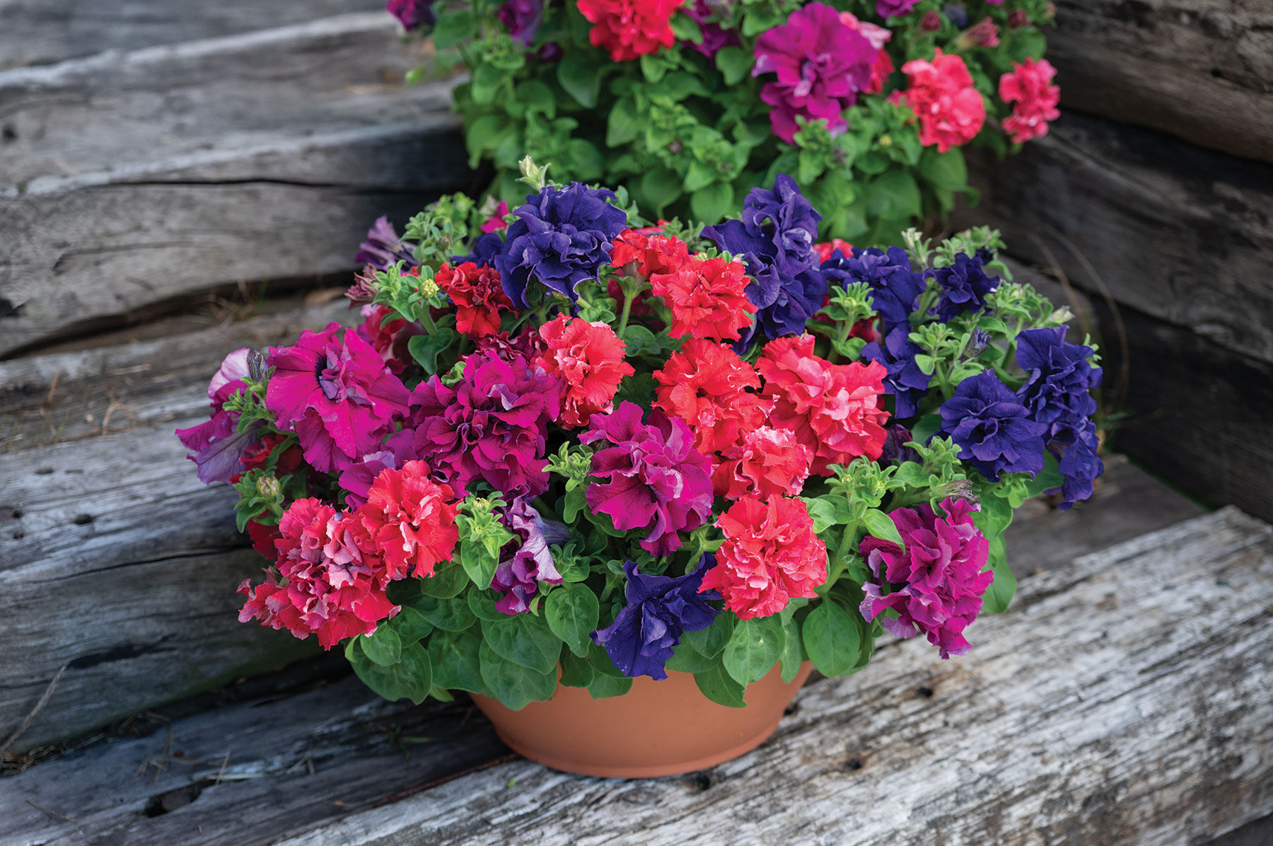 Johnny's Selected Seeds Double Cascade Petunia Seed