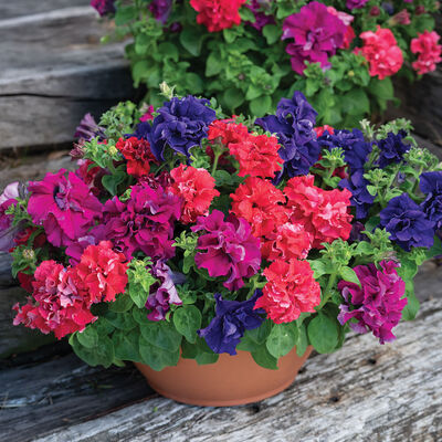 Double Cascade Bold Mix Petunia