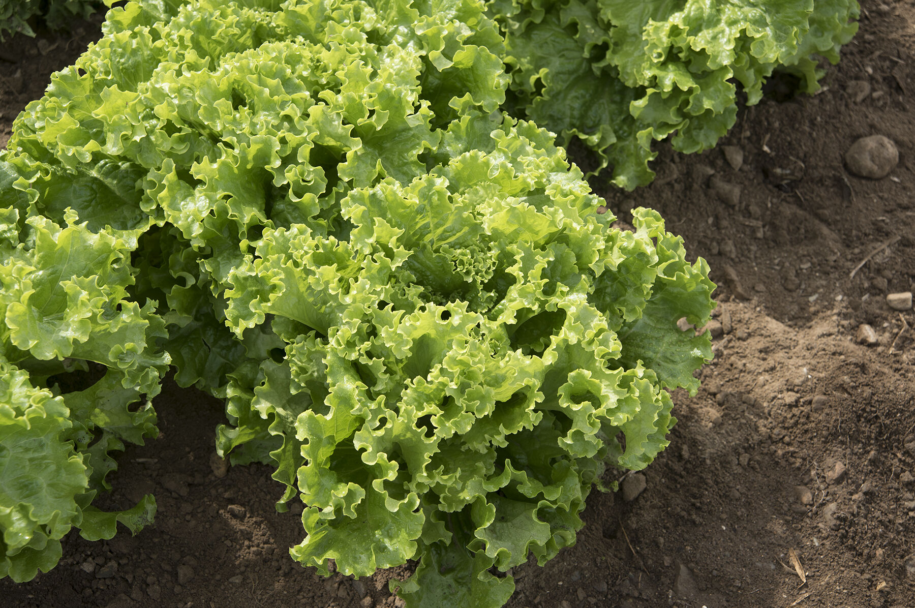 lettuceさん専用 Green Star - Pelleted Lettuce Seed | Johnny's Selected Seeds
