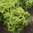 Green Star Lettuce