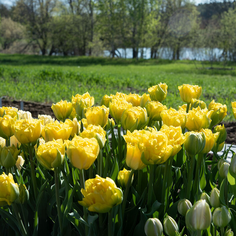 Marie Jo Tulips