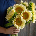 ProCut® White Lite Tall Sunflowers