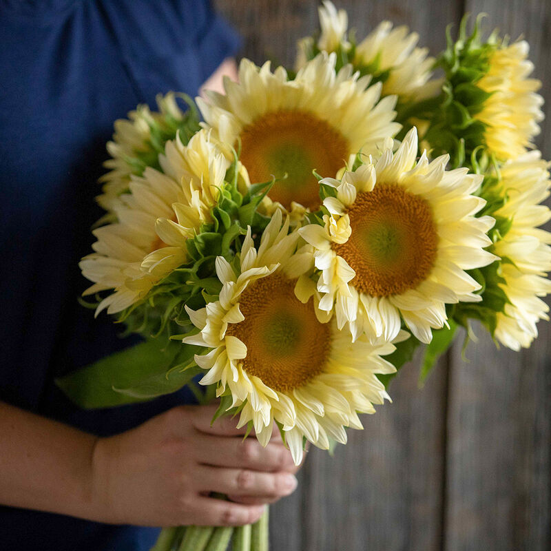 ProCut® White Lite Tall Sunflowers