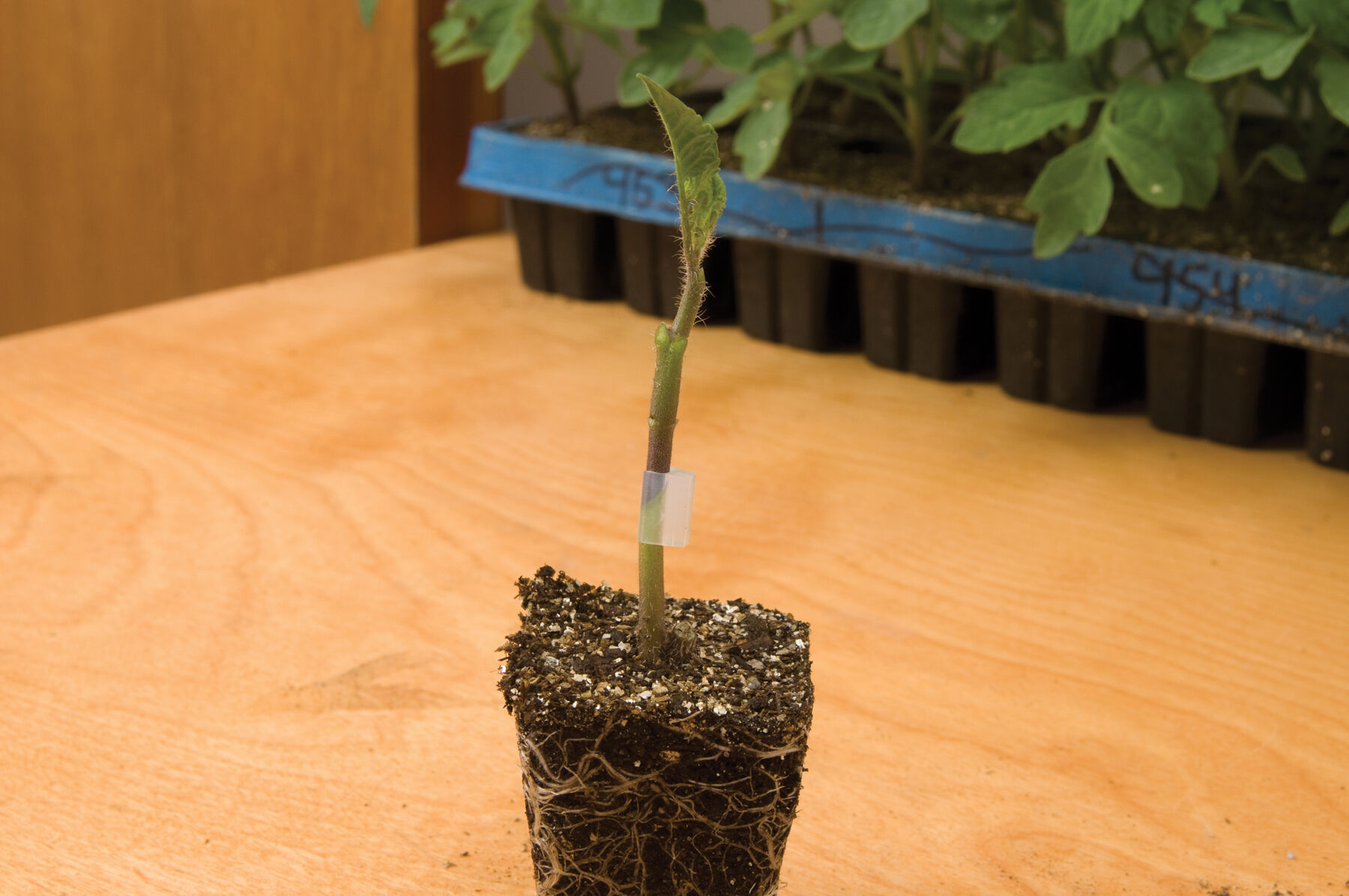【大注目】 DRO141TX - Rootstock Tomato Seed | Johnny's Selected Seeds 洗顔料