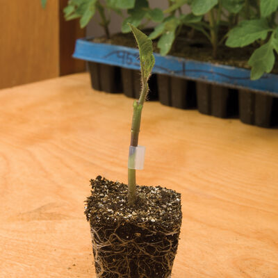 DRO141TX Rootstock Tomatoes