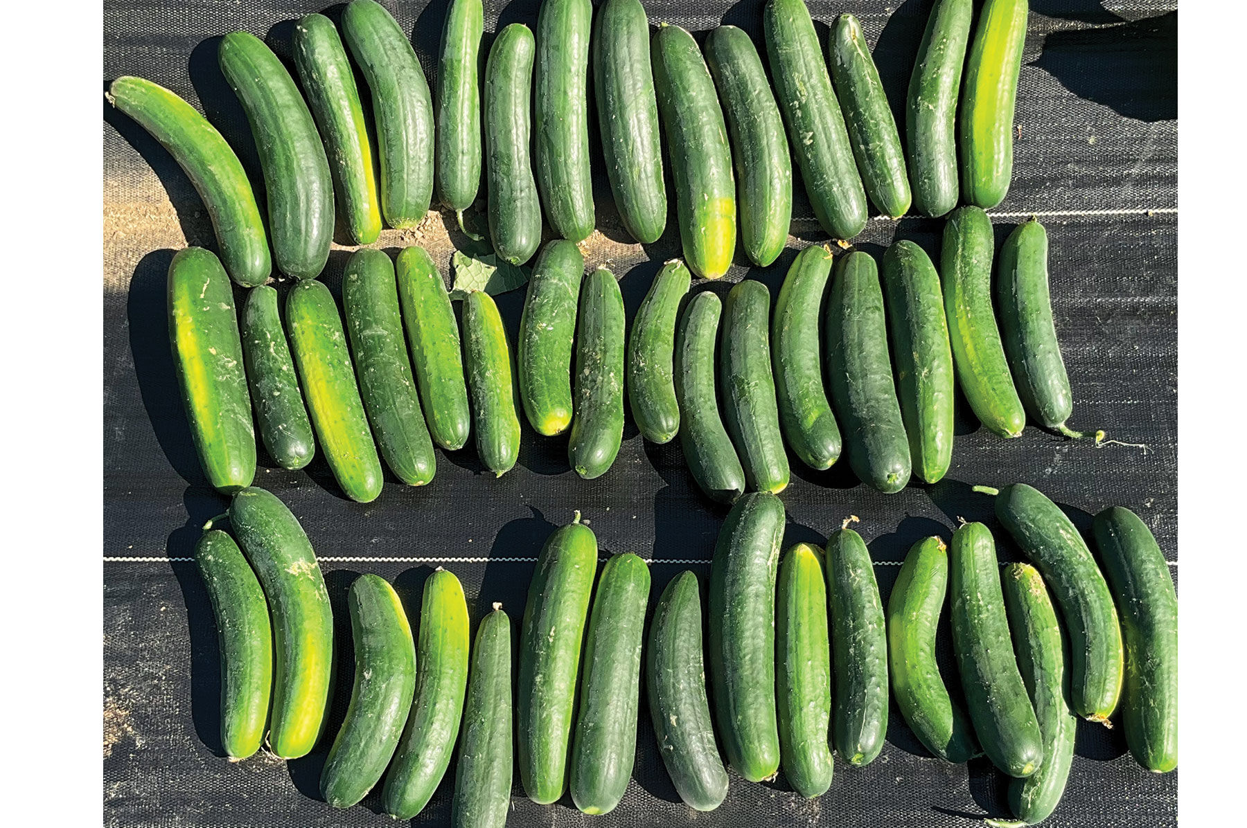 専用samrise Samurai 252 - (F1) Cucumber Seed | Johnny's Selected Seeds