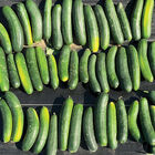 Samurai 252 Slicing Cucumbers