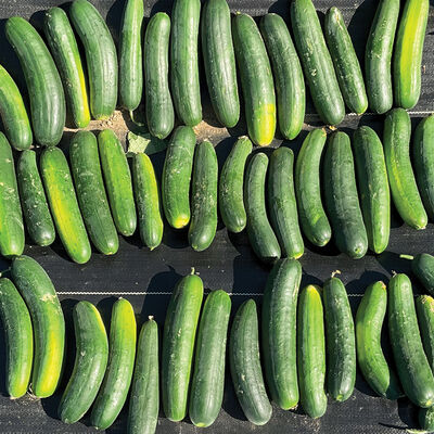 Samurai 252 Slicing Cucumbers