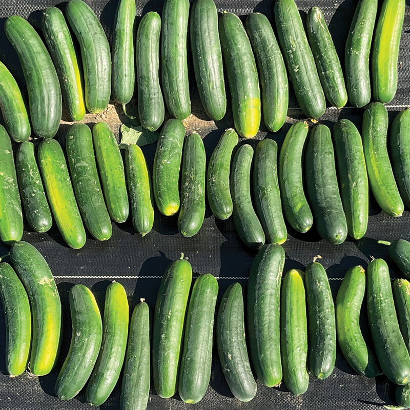 Samurai 252 Slicing Cucumbers