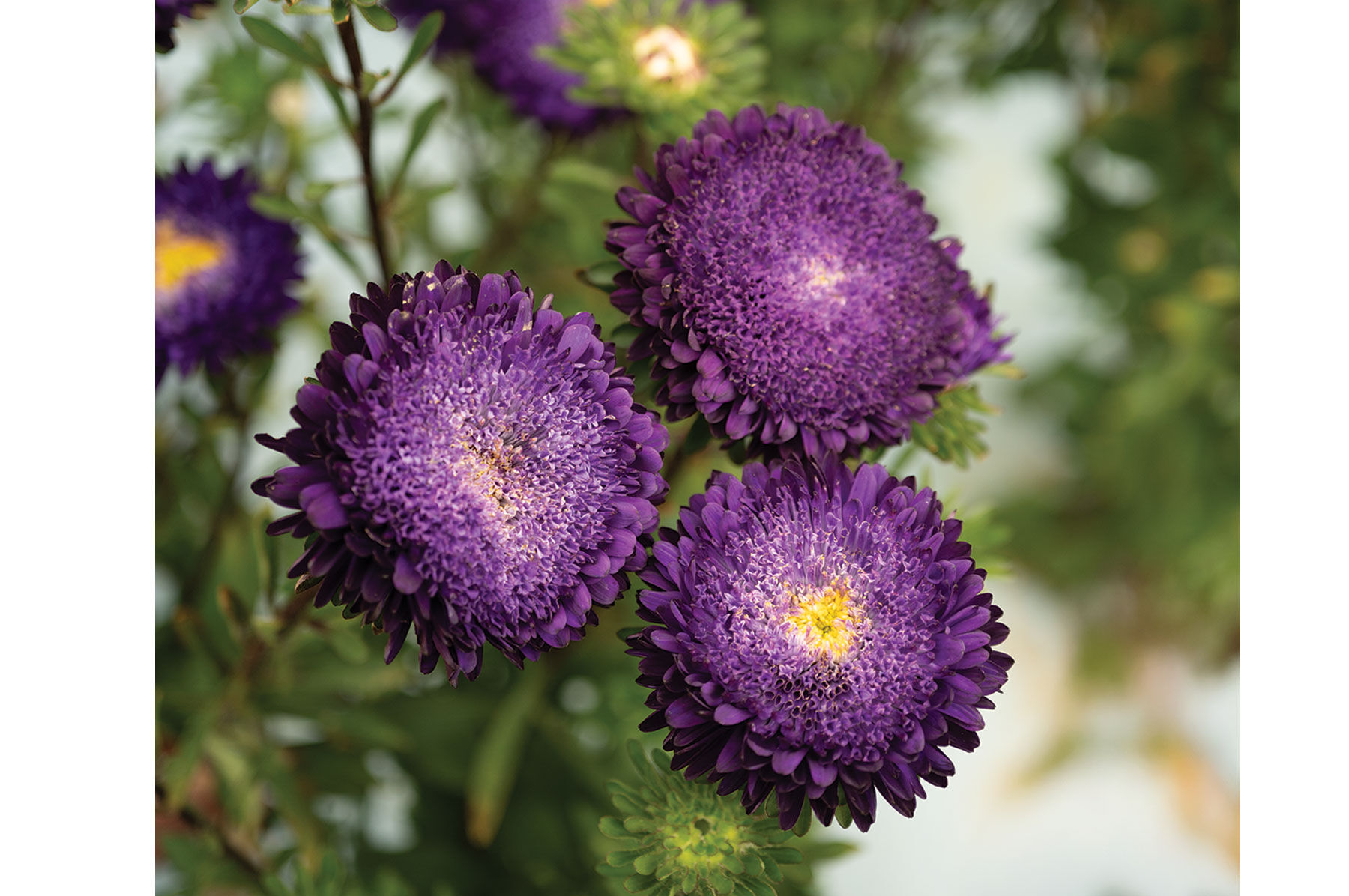 その他 *Flower* Zinnia Zydeco™ Fire