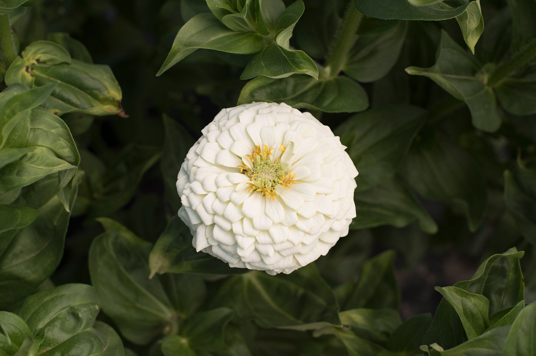 Giant Dahlia Flowered White Zinnia Seed Johnny's Selected Seeds