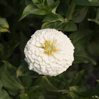 Giant Dahlia Flowered White Zinnias