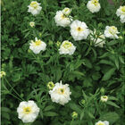 Butterfly™ Graces® Ranunculus