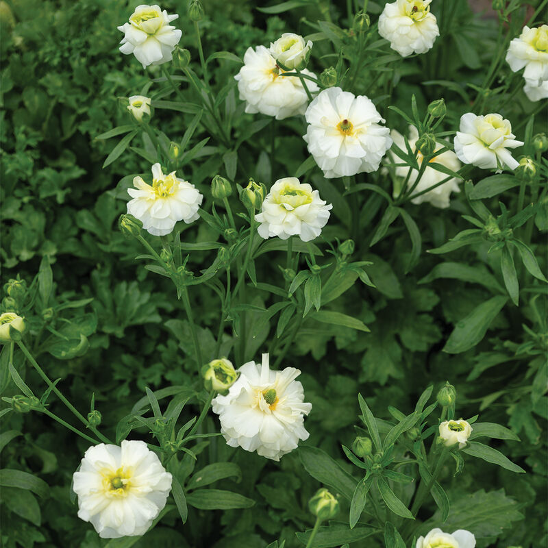 Butterfly™ Graces® Ranunculus