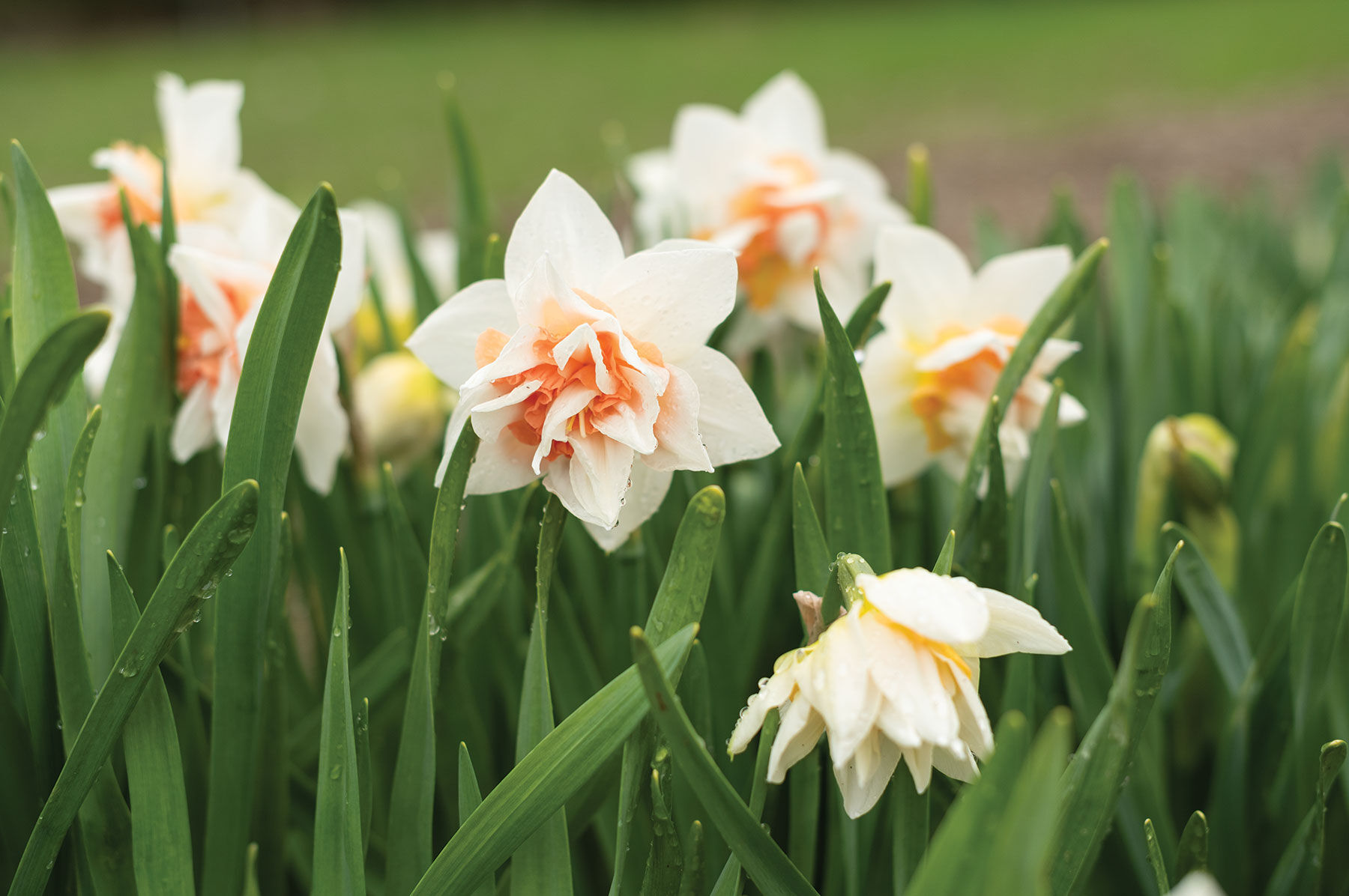 Replete DoubleFlowered Narcissus Bulbs Johnny's Selected Seeds
