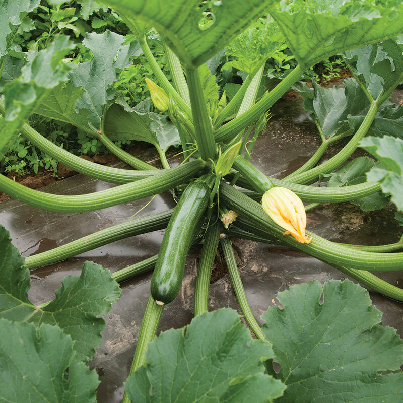 Green Machine Organic Zucchini - Fedco Seeds