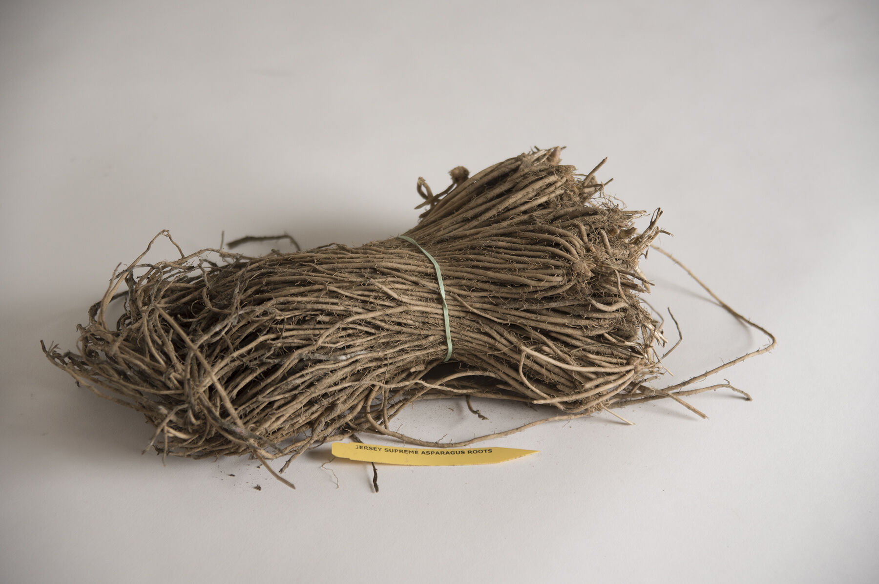 Jersey Supreme (F1) Asparagus Crowns Johnny's Selected Seeds