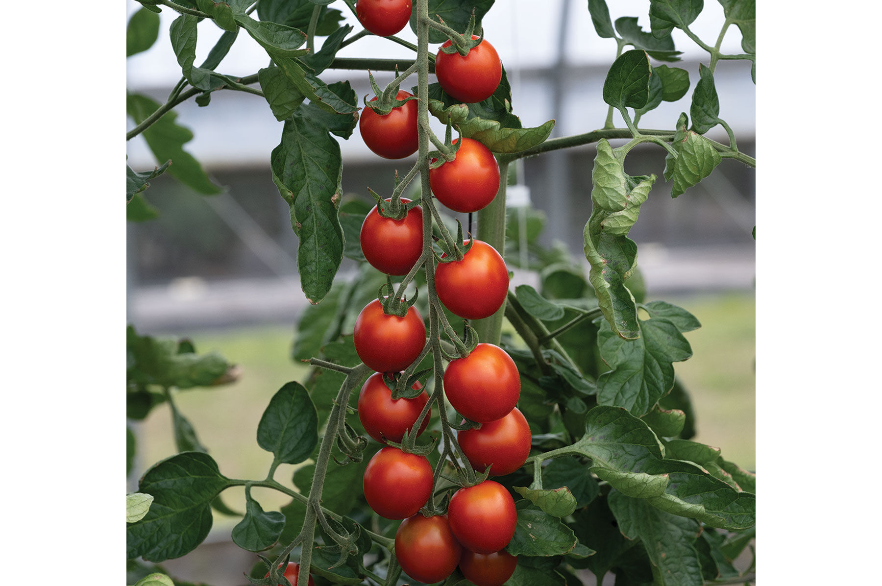 Tomato Seeds - Organic Varieties | Johnny's Selected Seeds