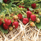 AC Wendy Strawberry Bare-Root Plants