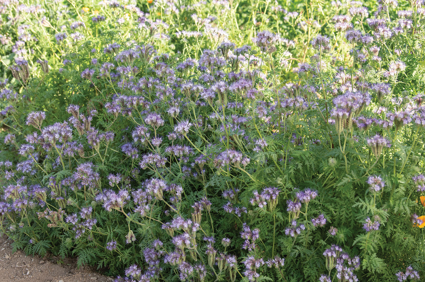 Phacelia Phacelia