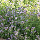 Phacelia Phacelia