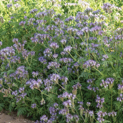 Phacelia Phacelia