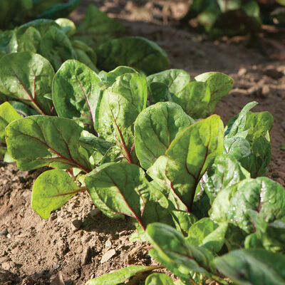 Red Kitten Spinach