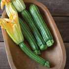 Sophy Summer Squash