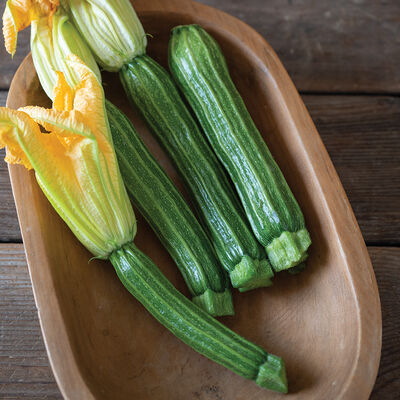 Sophy Summer Squash