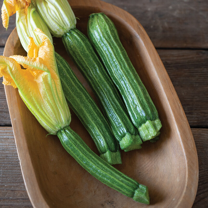 Sophy Summer Squash